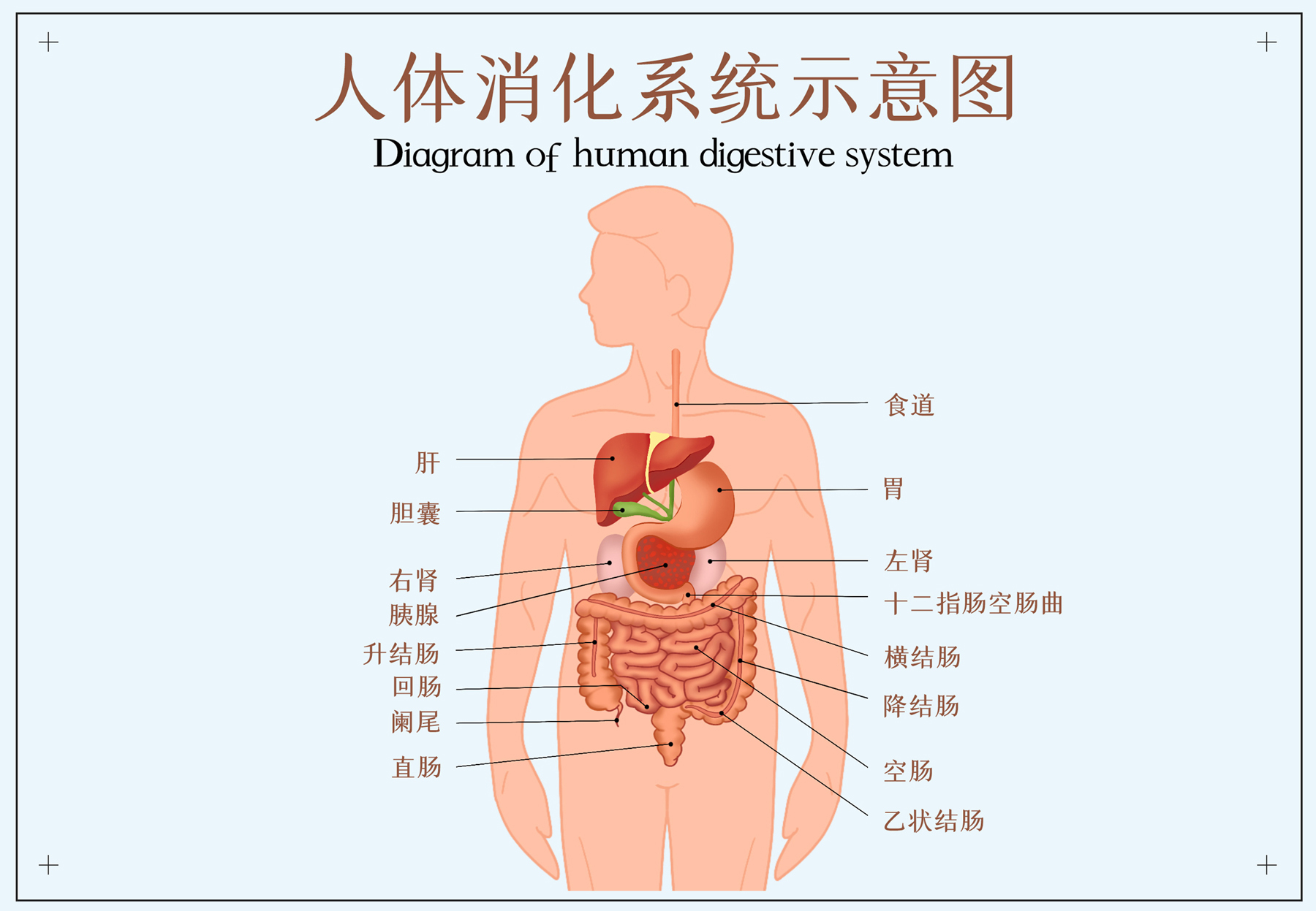 消化系统解剖图清晰图片